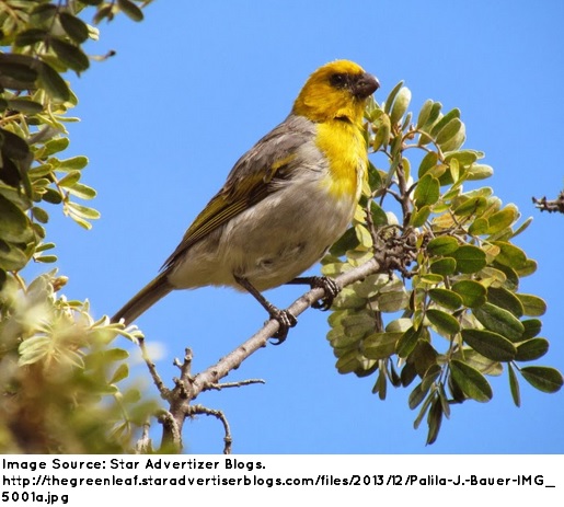 Image Source: Star Advertizer Blogs. http://thegreenleaf.staradvertiserblogs.com/files/2013/12/Palila-J.-Bauer-IMG_5001a.jpg