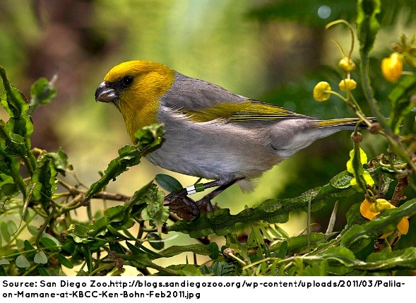 Source: San Diego Zoo.http://blogs.sandiegozoo.org/wp-content/uploads/2011/03/Palila-on-Mamane-at-KBCC-Ken-Bohn-Feb2011.jpg