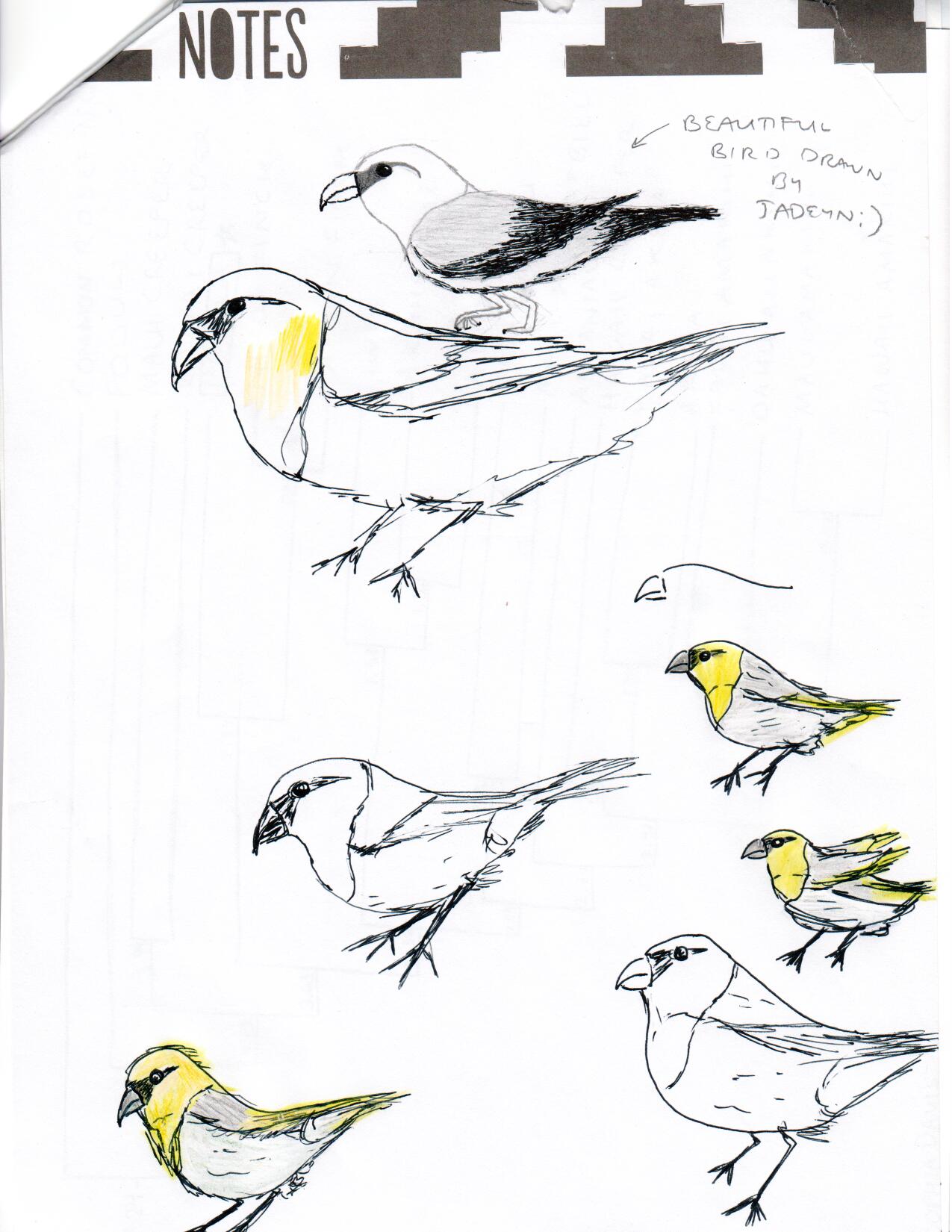 Palila Sketches