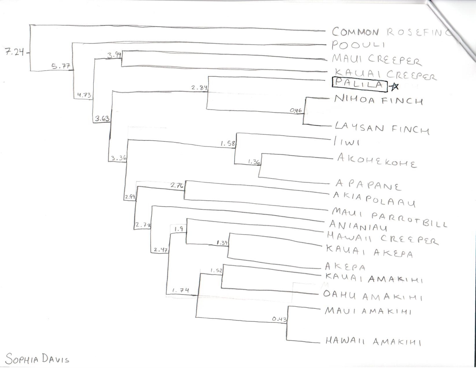 Polygenic Tree
